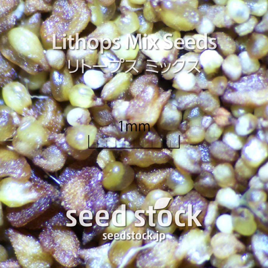 リトープスの種子 ミックス Lithops Mix 100粒｜seedstock｜02