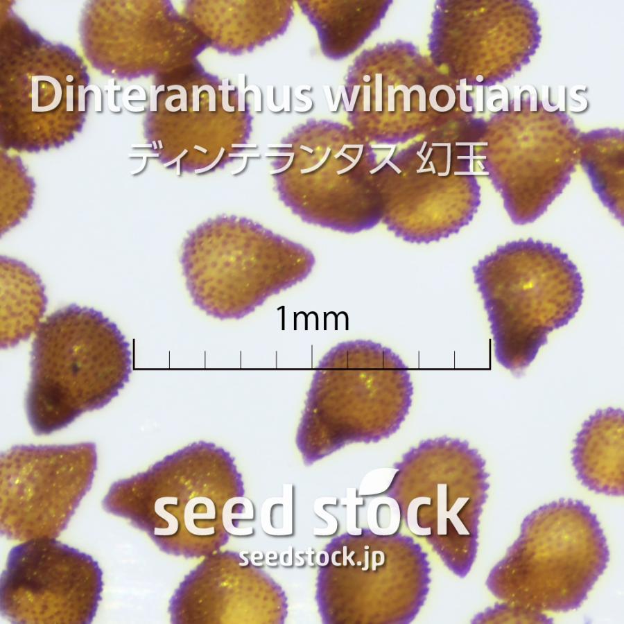ディンテランタスの種 Dinteranthus wilmotianus｜seedstock｜02