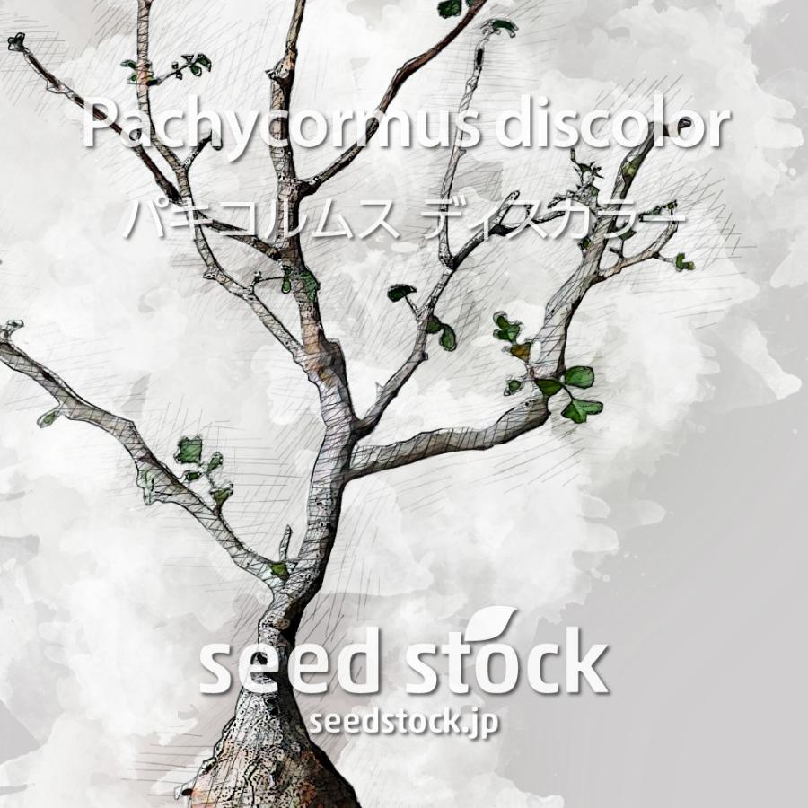 パキコルムスの種 ディスカラー ゾウの木 Pachycormus discolor