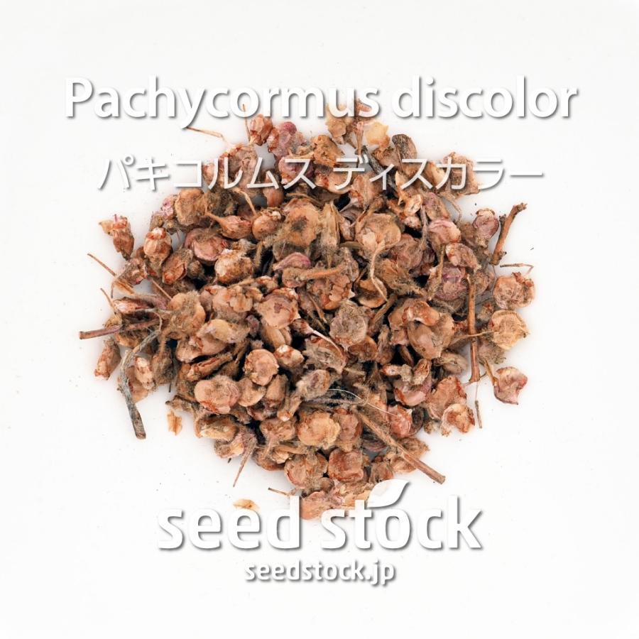 パキコルムスの種 ディスカラー ゾウの木 Pachycormus discolor
