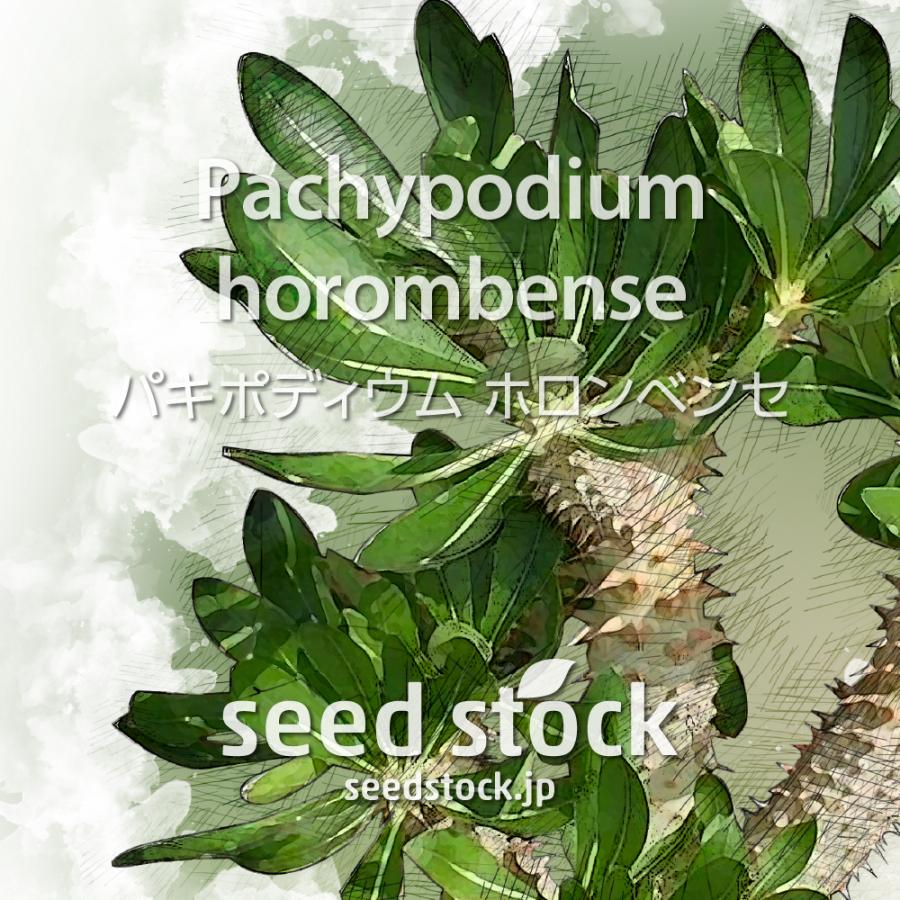 パキポディウムの種子 ホロンベンセ Pachypodium horombense