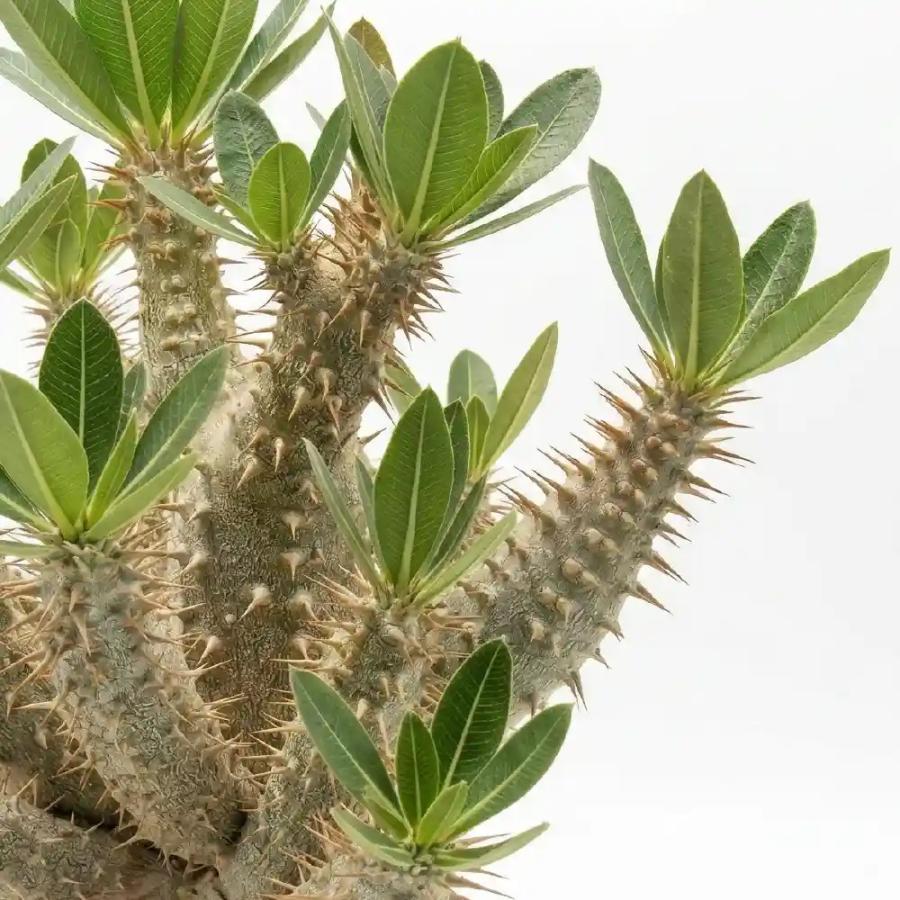 種子] パキポディウム デンシフローラム Pachypodium densiflorum var