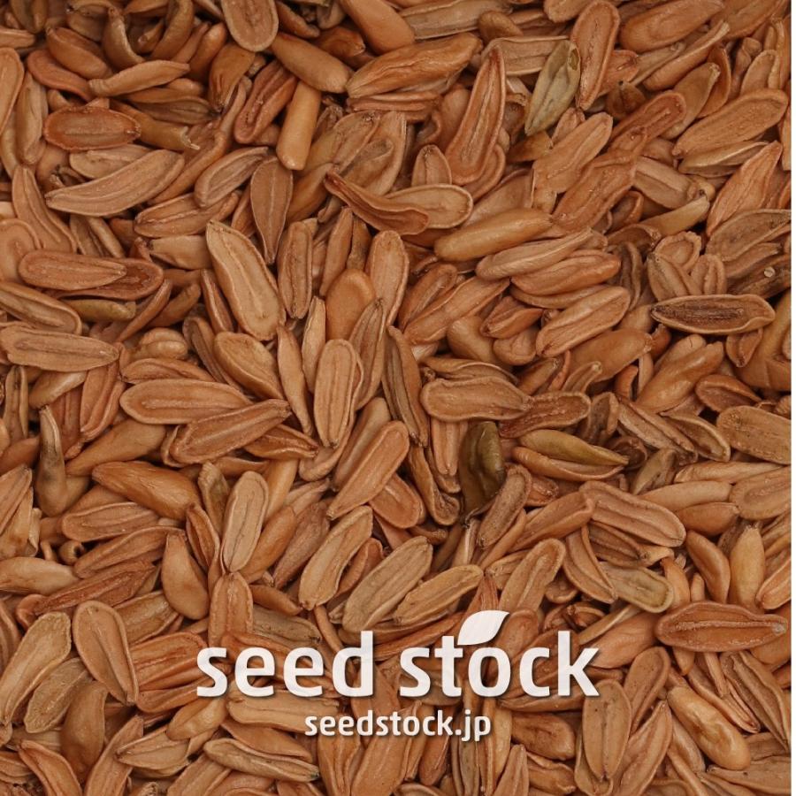 パキポディウムの種子 恵比寿笑い Pachypodium brevicaule ssp