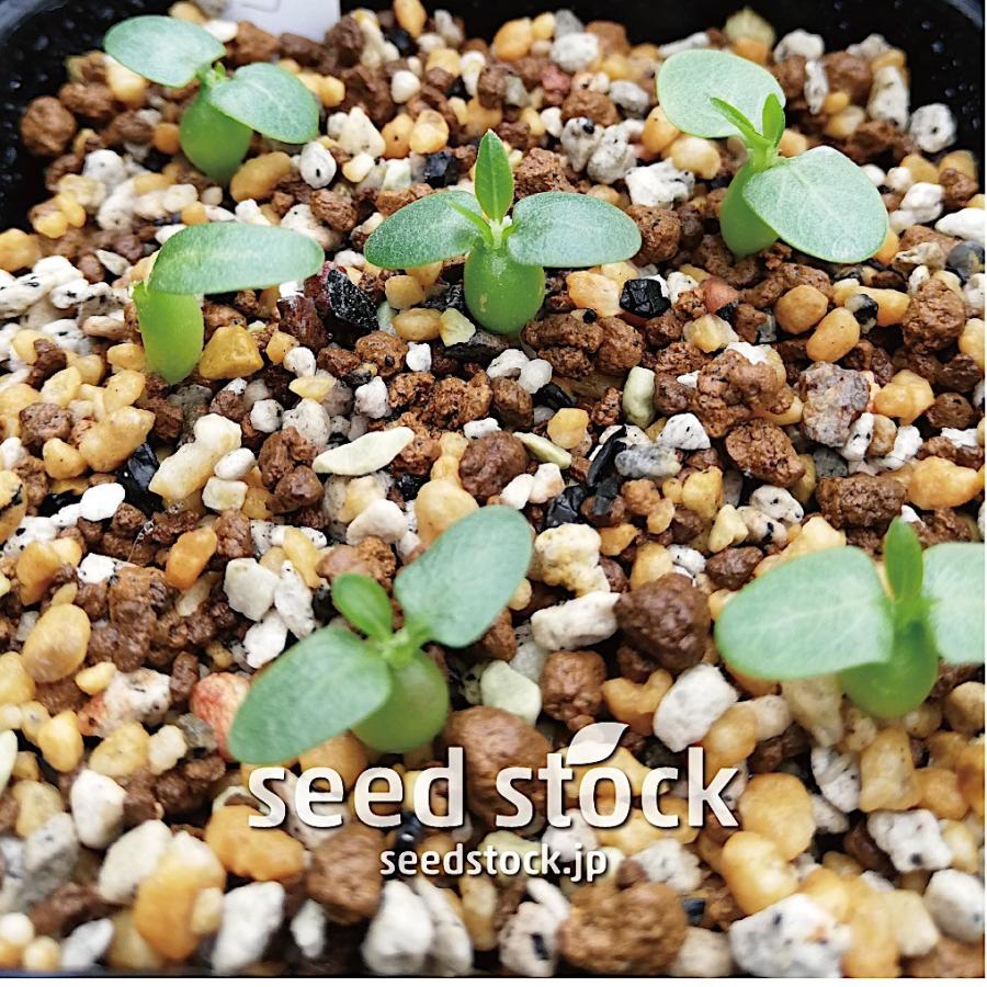 パキポディウムの種子 恵比寿笑い Pachypodium brevicaule ssp