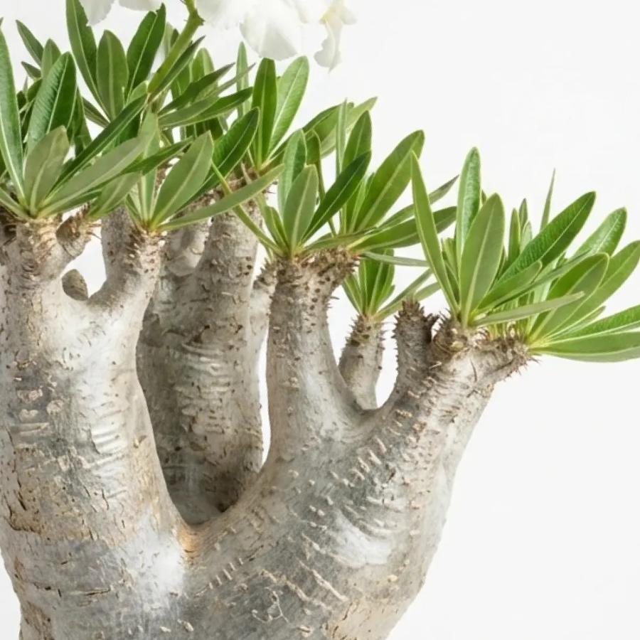 種子] パキポディウム イノピナツム Pachypodium rosulatum var