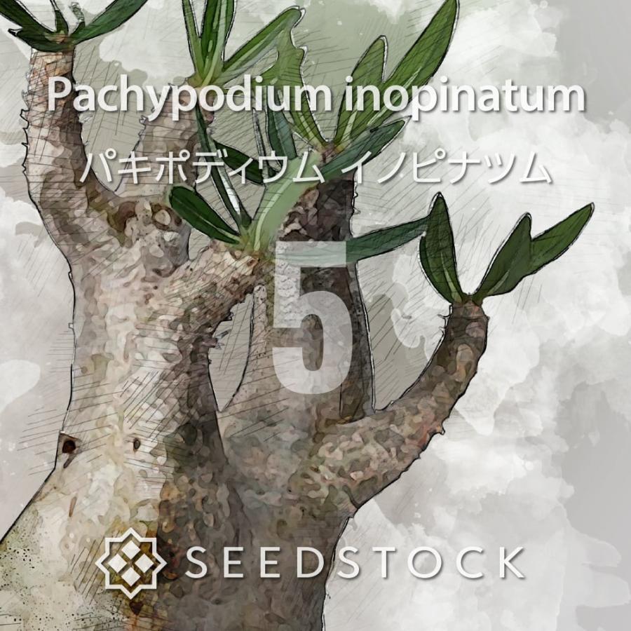 種子] パキポディウム イノピナツム Pachypodium rosulatum var 