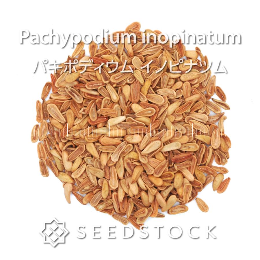 パキポディウムの種 イノピナツム Pachypodium inopinatum : seed