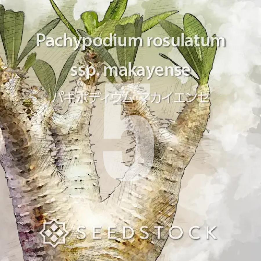 種子] パキポディウム マカイエンセ 5粒｜SEEDSTOCK : SEEDSTOCK