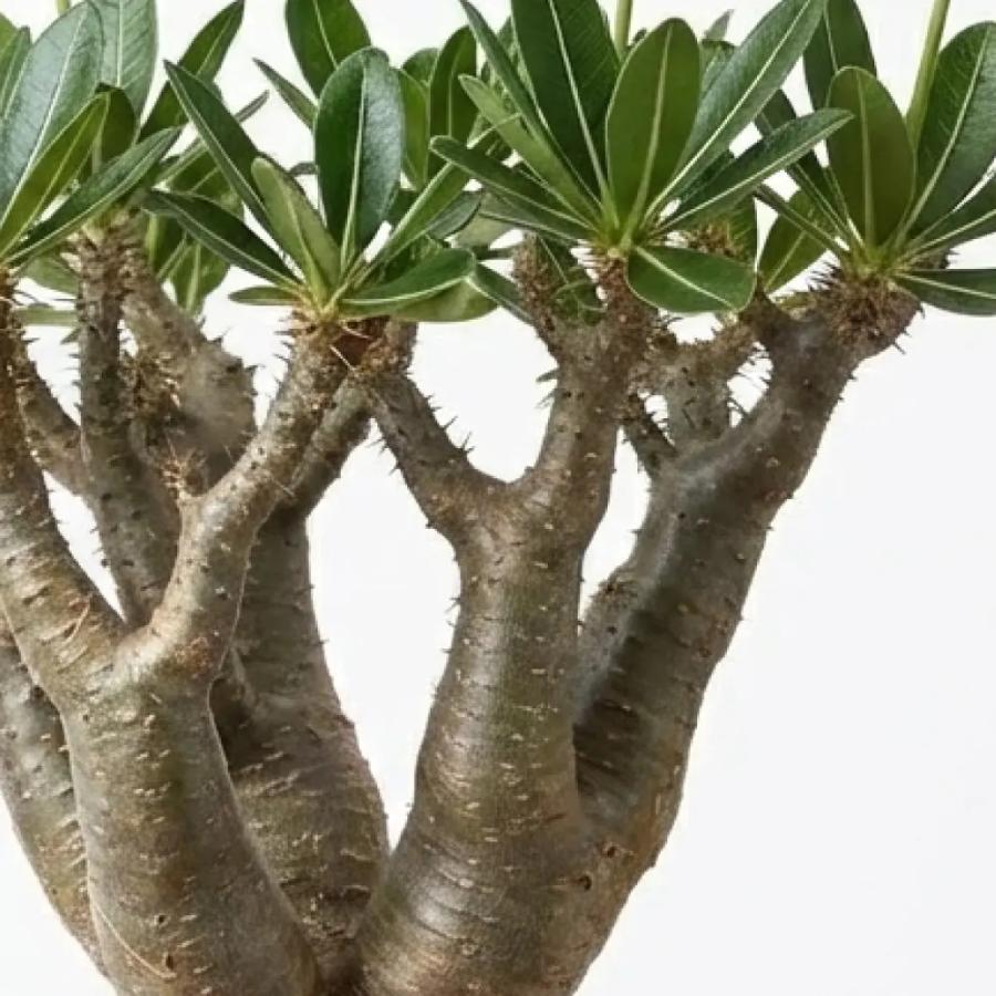 種子] パキポディウム マカイエンセ Pachypodium rosulatum ssp