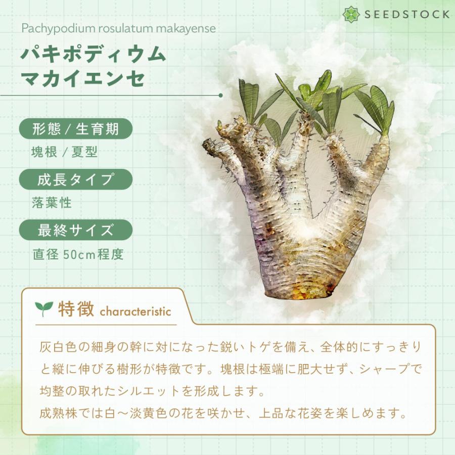 種子] パキポディウム マカイエンセ Pachypodium rosulatum ssp