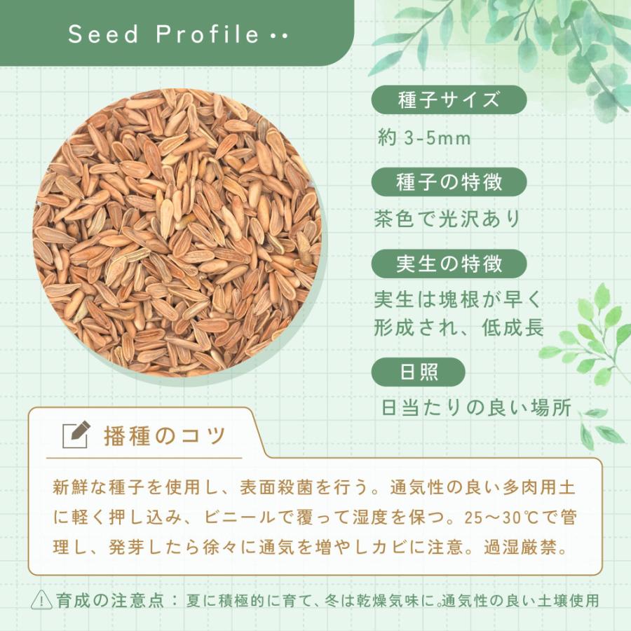 種子] パキポディウム マカイエンセ Pachypodium rosulatum ssp
