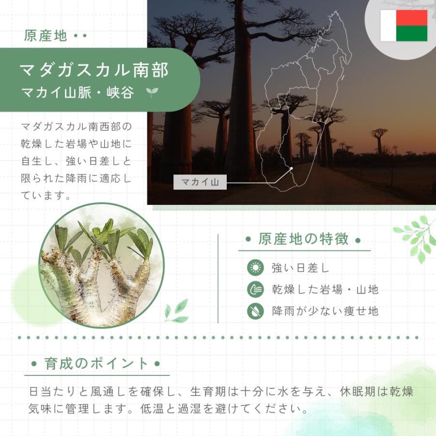 種子] パキポディウム マカイエンセ Pachypodium rosulatum ssp
