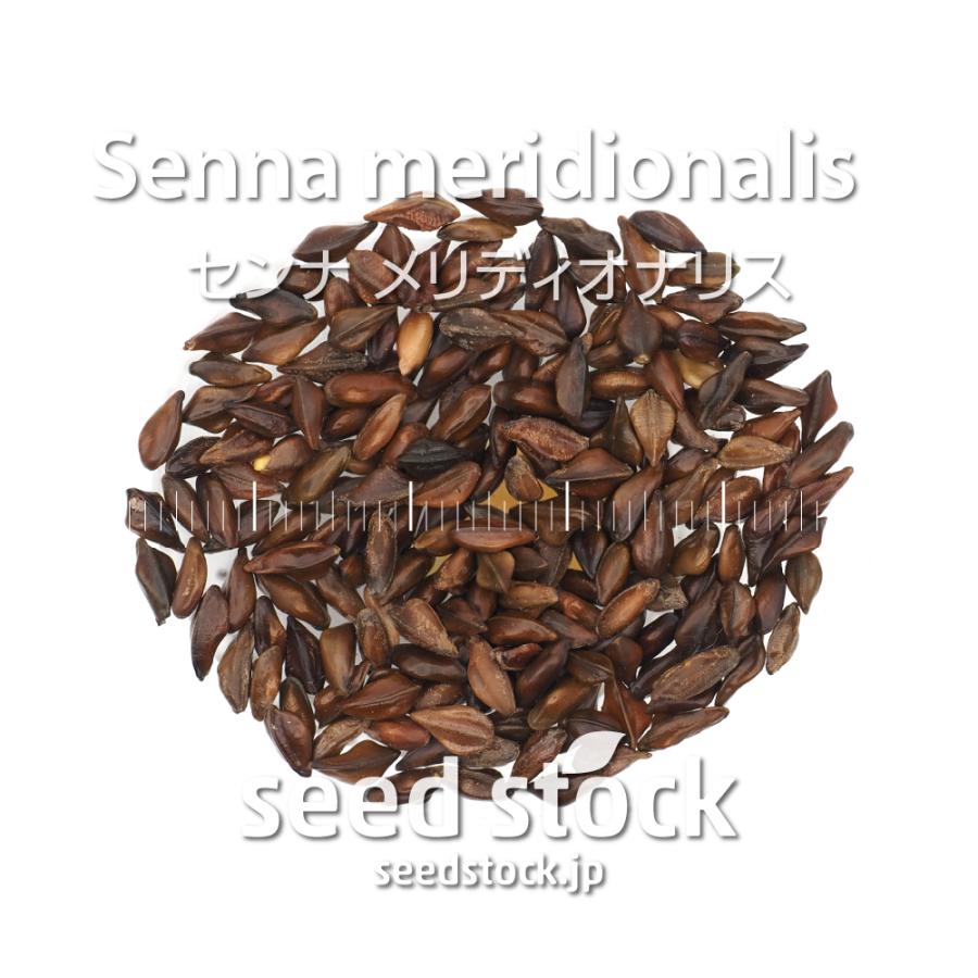 センナの種子 メリディオナリス Senna meridionalis : seed
