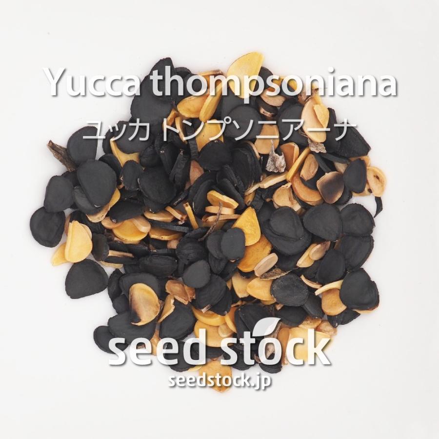 ユッカの種子 トンプソニアーナ : SEEDSTOCK ヤフーショップ - 通販