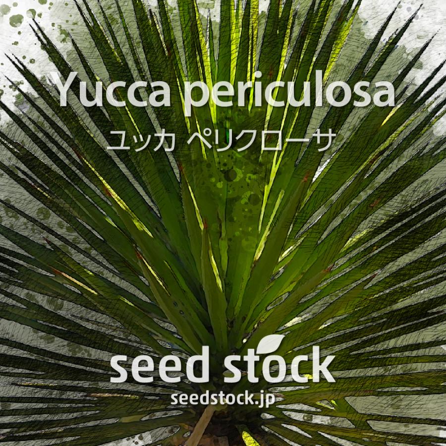 kou　【実生】ユッカペリクローサ 22 ユッカ・ペリクローサ Yucca periculosa （ユッカペリ