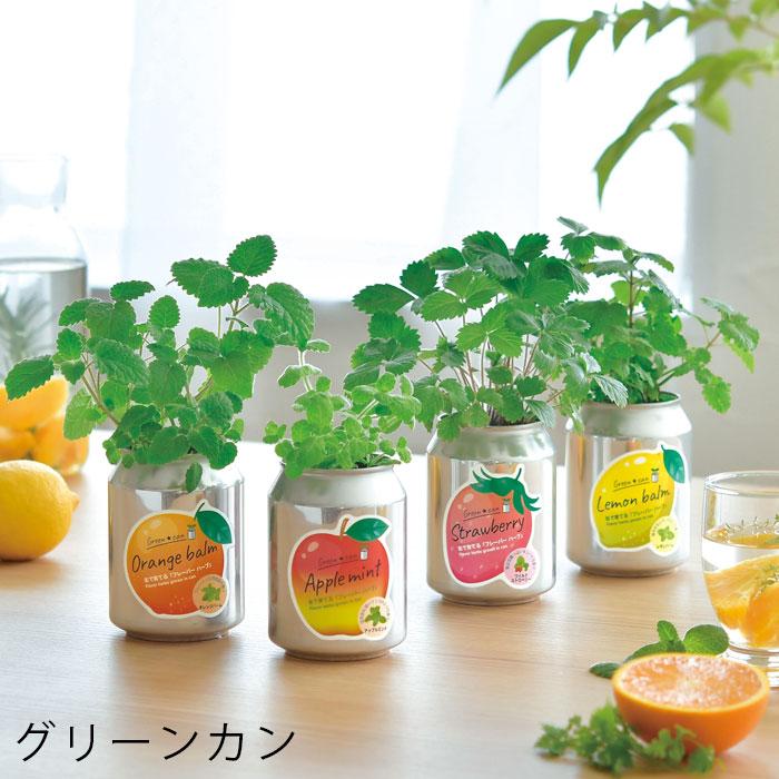 栽培セット 室内 プチギフト 缶 栽培キット ハーブ 初心者 グリーン