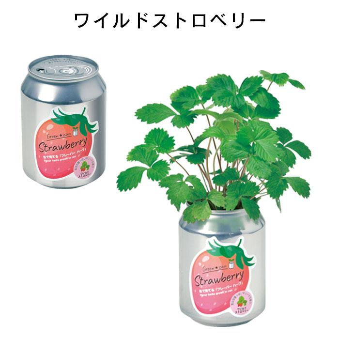 栽培セット 室内 プチギフト 缶 栽培キット ハーブ 初心者 グリーン