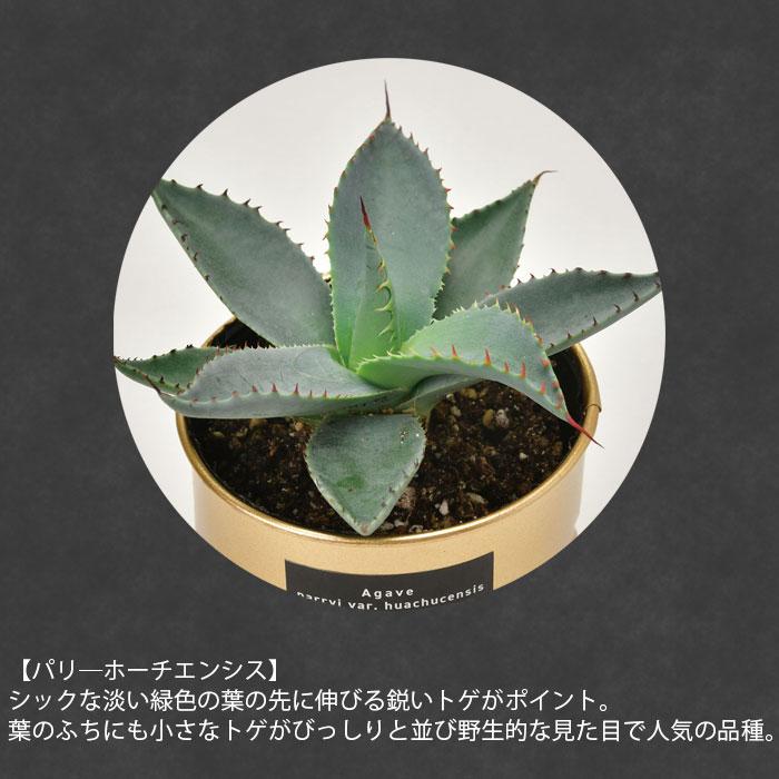栽培セット 栽培キット 室内 アガベ GD-1018 キット 多肉植物 観葉植物