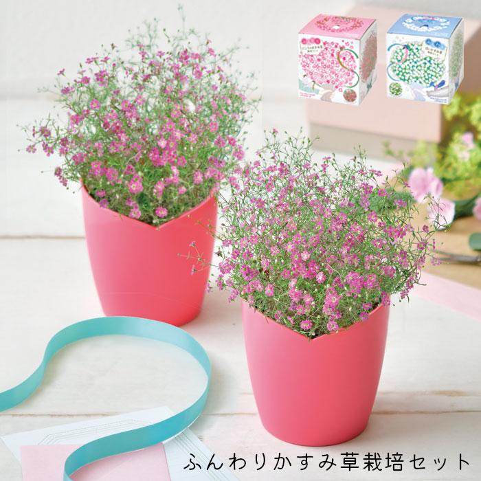栽培キット 室内 かすみ草 ふんわりかすみ草栽培セット 聖新陶芸 栽培