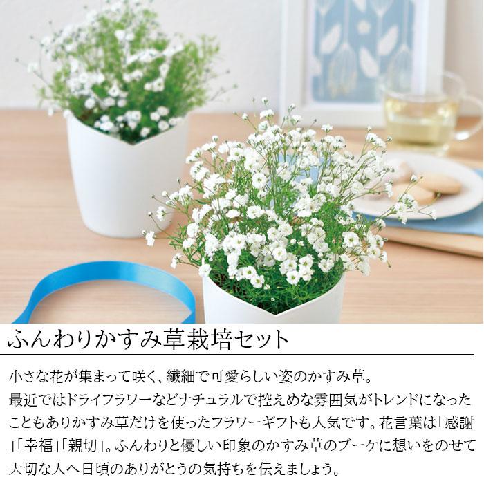 栽培キット 室内 かすみ草 ふんわりかすみ草栽培セット 聖新陶芸 栽培