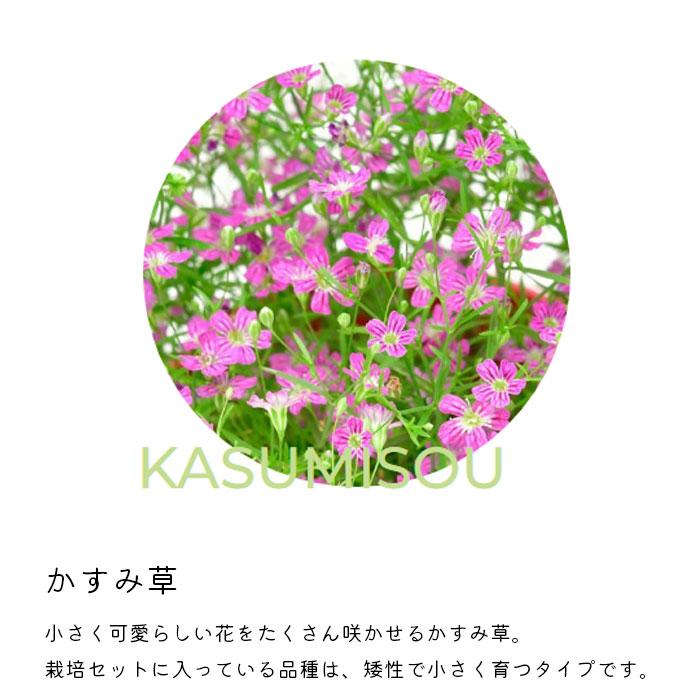 栽培キット 室内 かすみ草 ふんわりかすみ草栽培セット 聖新陶芸 栽培