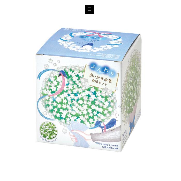 カンパニュラ8個、すずらん、かすみ草セット 栽培キット 室内 かすみ草 ふんわりかすみ草栽培セット 聖新陶芸