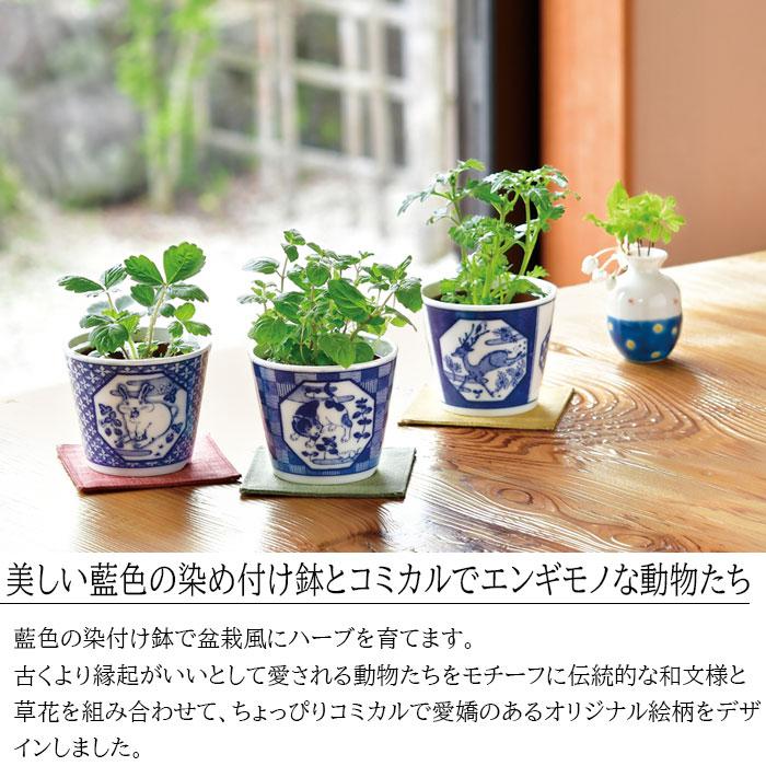 栽培キット 室内 ハーブ 染付小紋 草花 BONSAI 盆栽 GD-1022 ミント