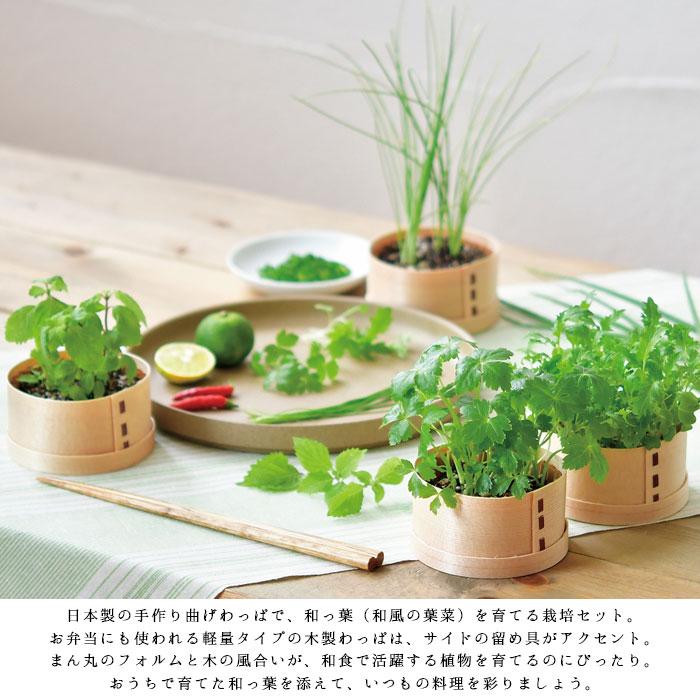 栽培セット 室内 栽培 セット 園芸 キット 栽培キット 和っ葉 野菜 