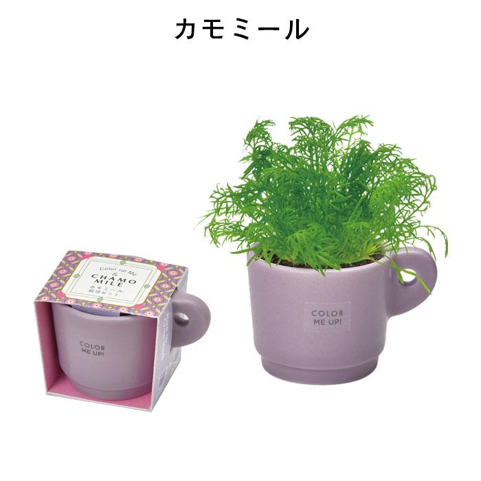 栽培セット 室内 栽培キット マグカップ カラーミーアップマグ 家庭