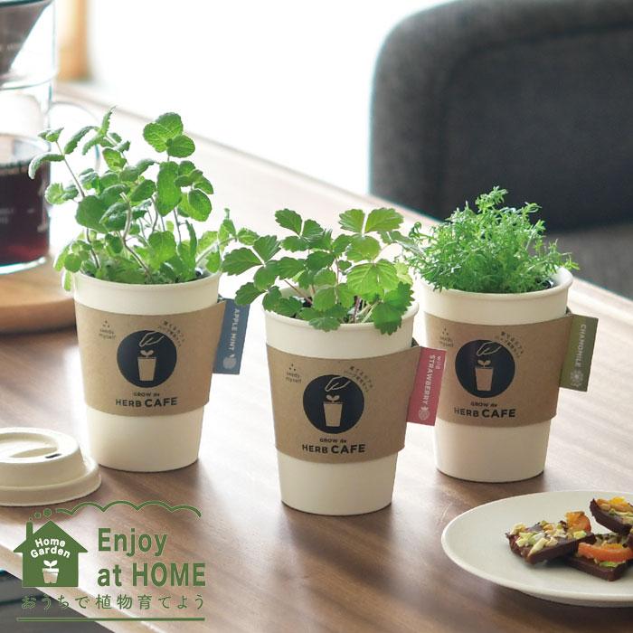ハーブ栽培キット 栽培セット 栽培キット 育てるカフェ 聖新陶芸 栽培 