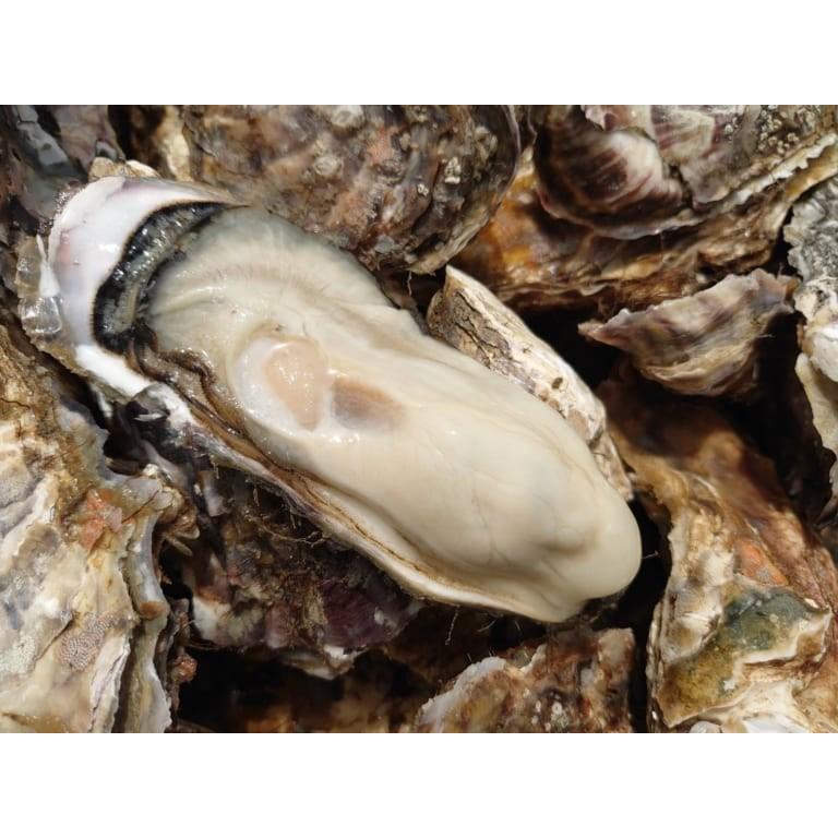 北海道 厚岸産 生牡蠣 「マルえもん」Mサイズ 20個入 殻付 生食可 漁師