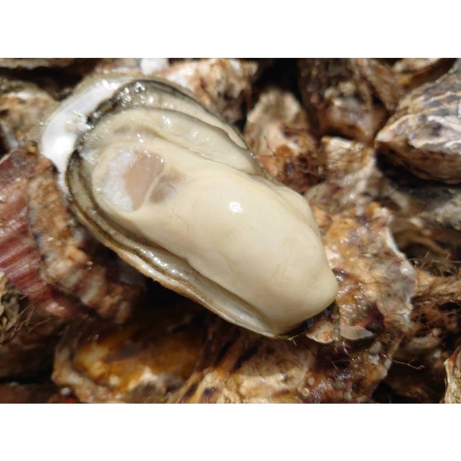 完全送料無料 北海道 厚岸産 生牡蠣 マルえもん 殻付 生食可 大きさl 漁師直送 個入