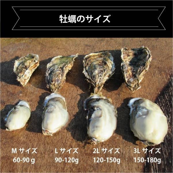 北海道 厚岸産 生牡蠣 「マルえもん」殻付 生食可 漁師直送 大きさ2L 【20個入】｜segawa-shokuhin｜11