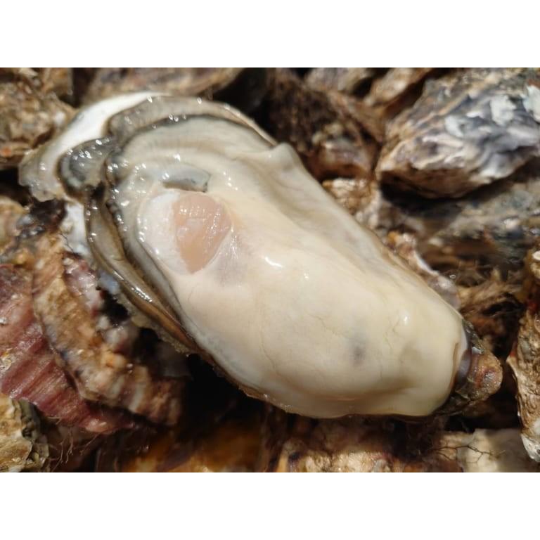 北海道 厚岸産 生牡蠣 「マルえもん」2Lサイズ 20個入 殻付 生食可 漁師直送｜segawa-shokuhin｜04