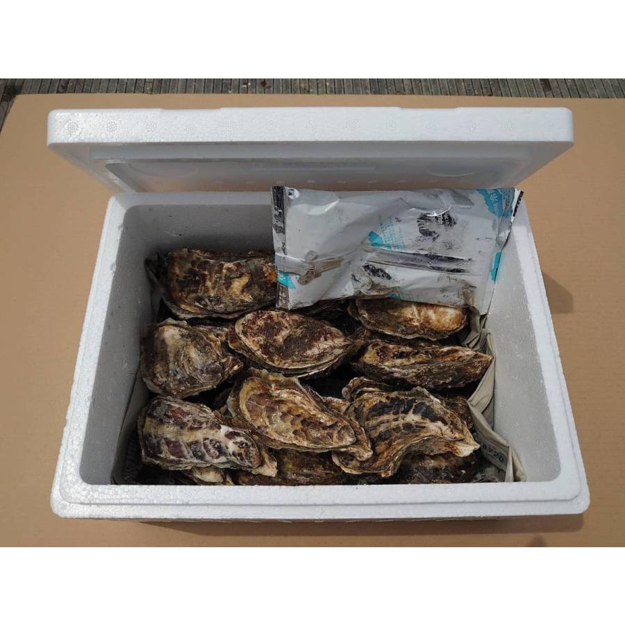 最安値挑戦！】 北海道 厚岸産 生牡蠣 マルえもん 3Lサイズ 20個入 殻付 生食可 漁師直送