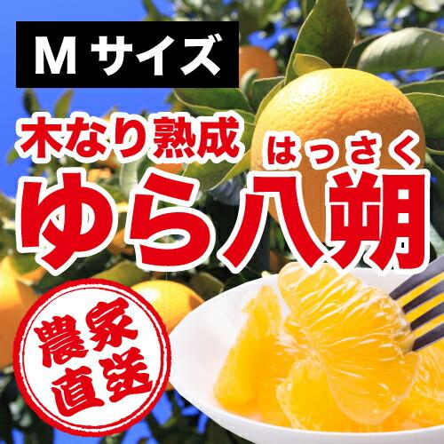 和歌山県由良町農家直送 木成りゆら八朔(はっさく)秀品 10kg M