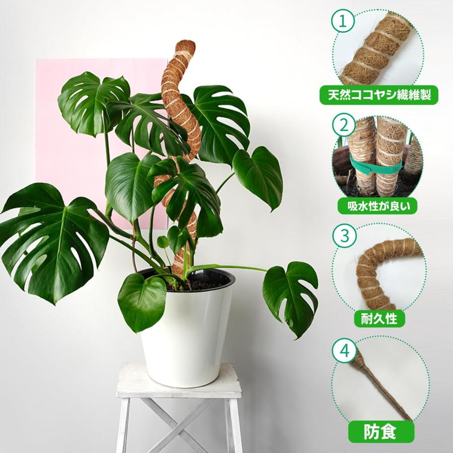 園芸 観葉植物モンステラ 支柱 つる性植物 ココスティック 維持水分