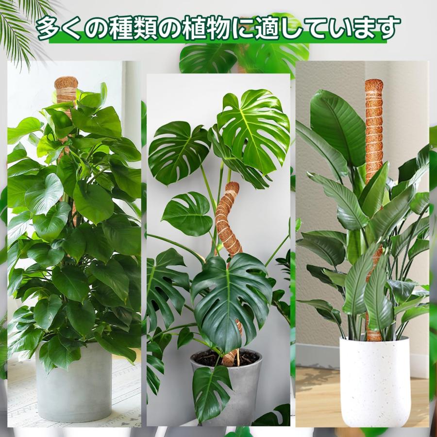 園芸 観葉植物モンステラ 支柱 つる性植物 ココスティック 維持水分