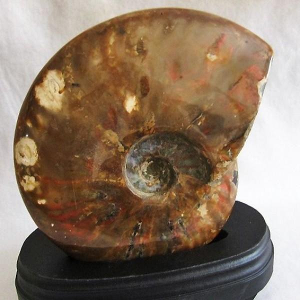 1.6Kg 虹入り アンモナイト 化石 M114-157 ペーパーウェイト 石