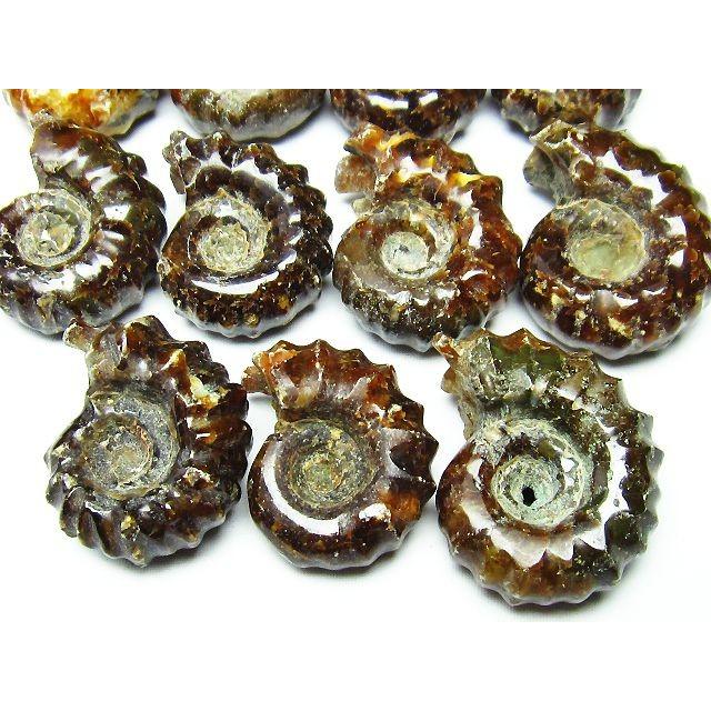 アンモナイト 化石 《rv》 パワーストーン 天然石 m450-1 : 誠安天然石