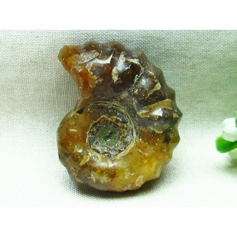 ドゥビレイセラス 化石 m85-778 : 誠安天然石専門店 - 通販 - Yahoo