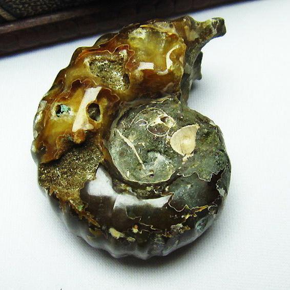 ドウビレイセラスアンモナイト アンモナイト(ドゥビレイセラス)化石 94g｜化石 通販 キラリ石