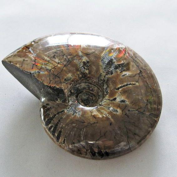 虹入り アンモナイト 化石 t570-4535 : 誠安天然石専門店 - 通販