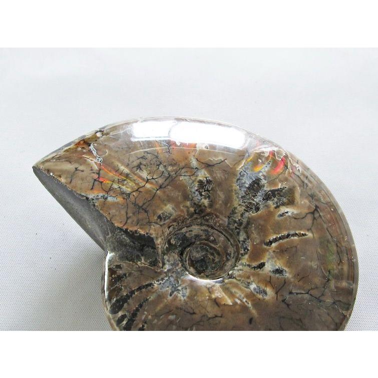 虹入り アンモナイト 化石 t570-4535 : 誠安天然石専門店 - 通販