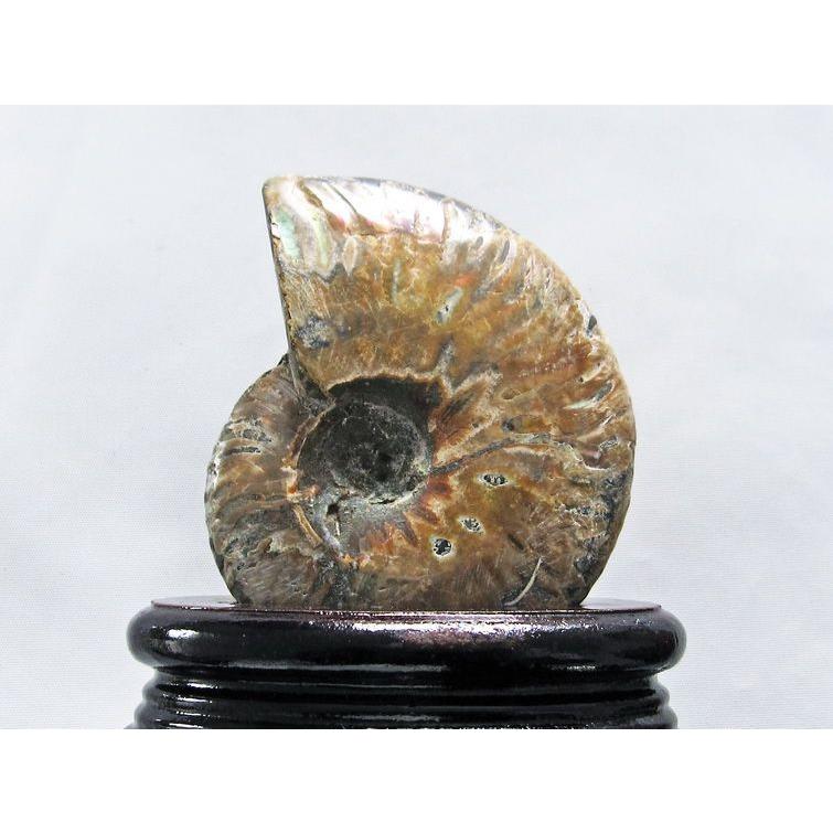 虹入り アンモナイト 化石 t570-4547 : 誠安天然石専門店 - 通販