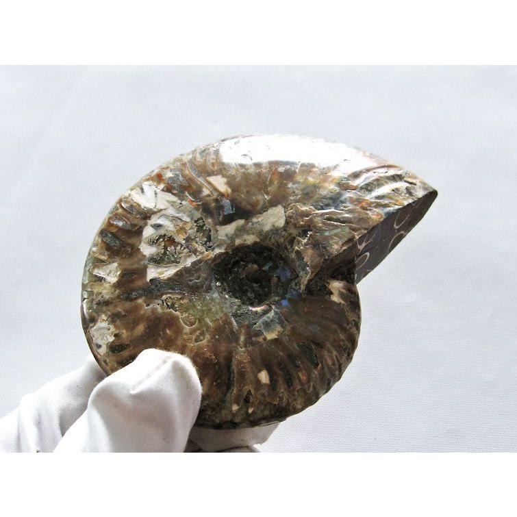 虹入り アンモナイト 化石 t570-4547 : 誠安天然石専門店 - 通販