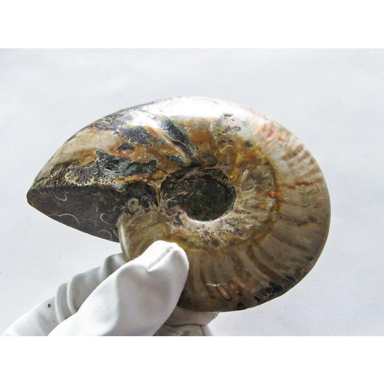 虹入り アンモナイト 化石 t570-4595 : 誠安天然石専門店 - 通販