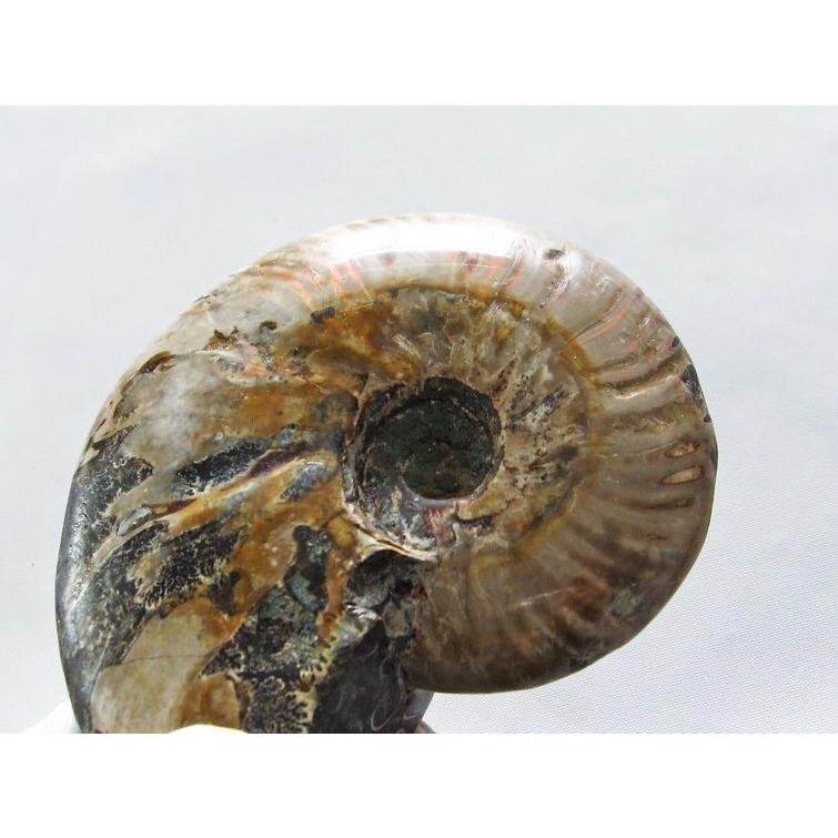 虹入り アンモナイト 化石 t570-4595 : 誠安天然石専門店 - 通販