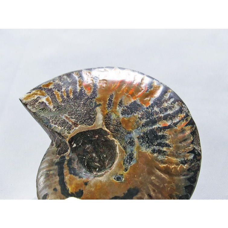虹入り アンモナイト 化石 t570-4603 : 誠安天然石専門店 - 通販