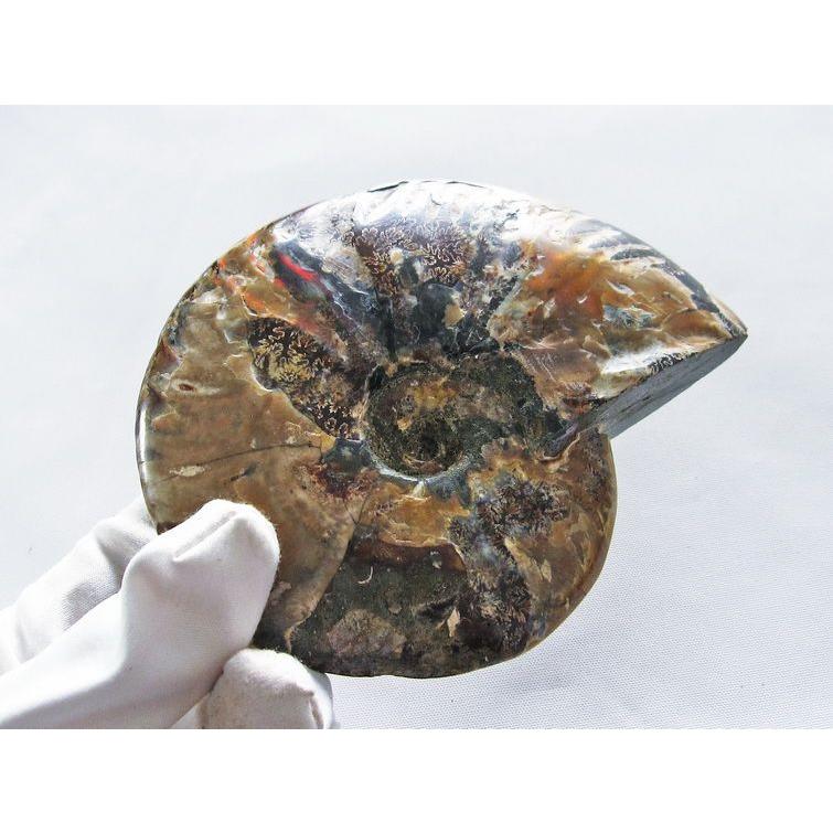 天然石☆水晶☆アンモナイト Amazon.co.jp: 天然水晶の原石 1pc アンモナイト化石フレークスライス